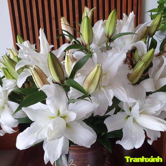 ảnh hoa ly trang nhã