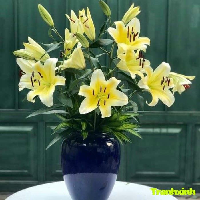 ảnh hoa ly trang trí nhà