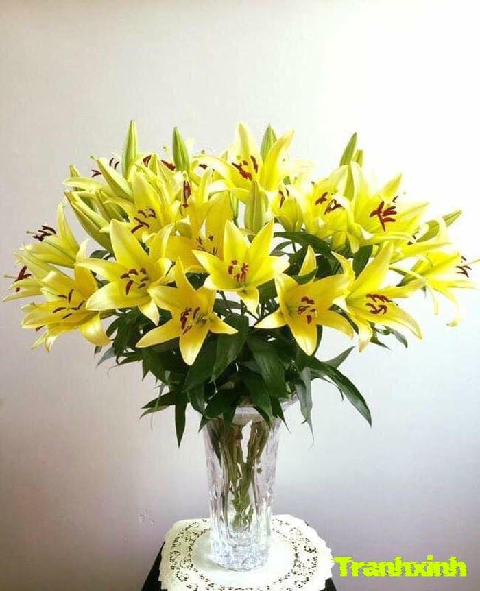 ảnh hoa ly và lá