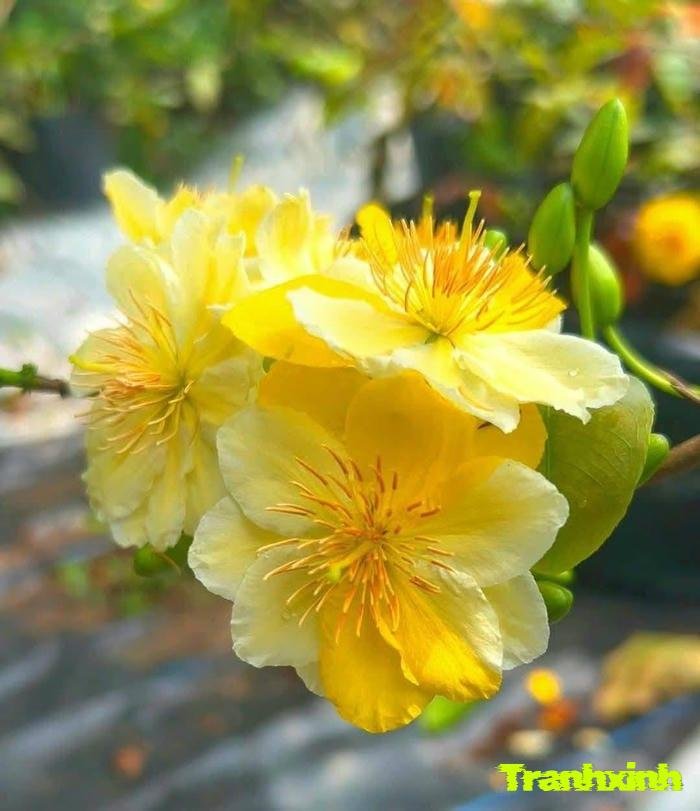 ảnh hoa mai buổi sáng