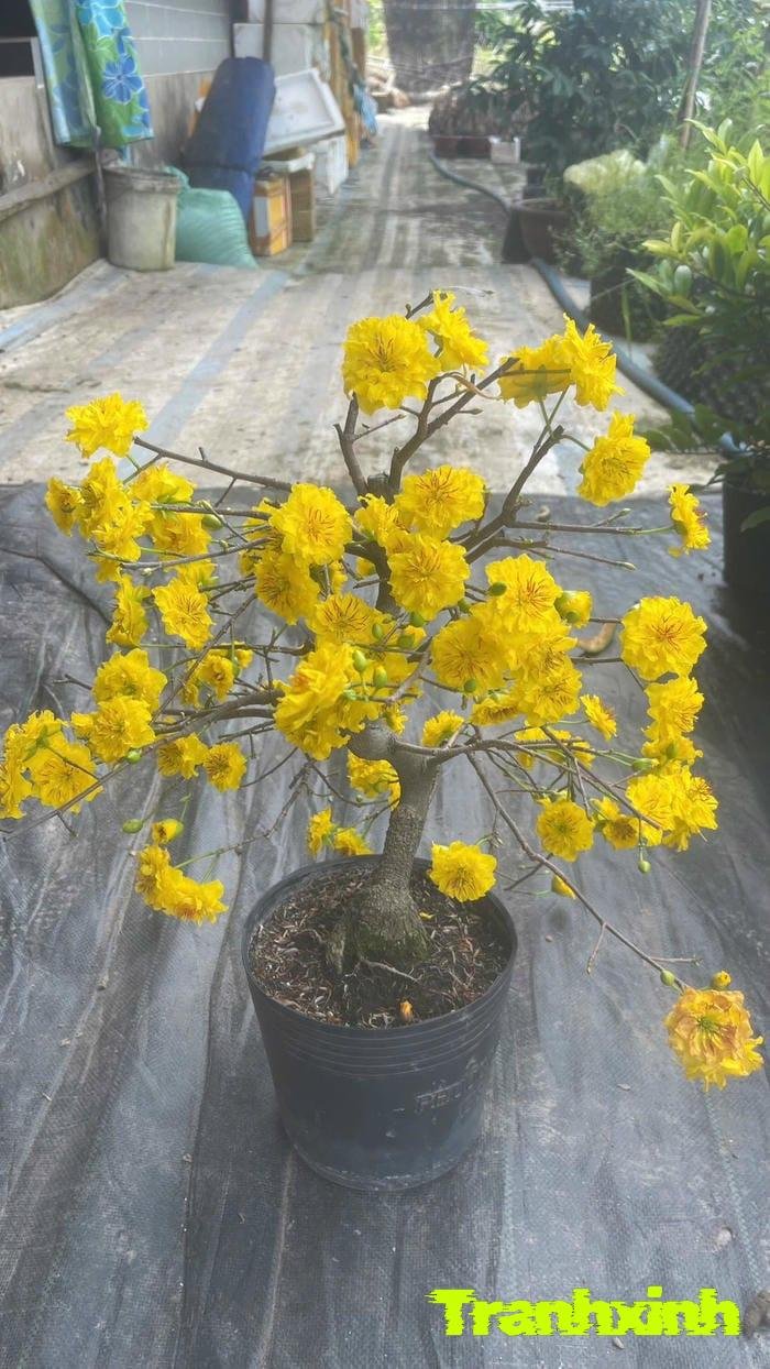 ảnh hoa mai chất lượng cao