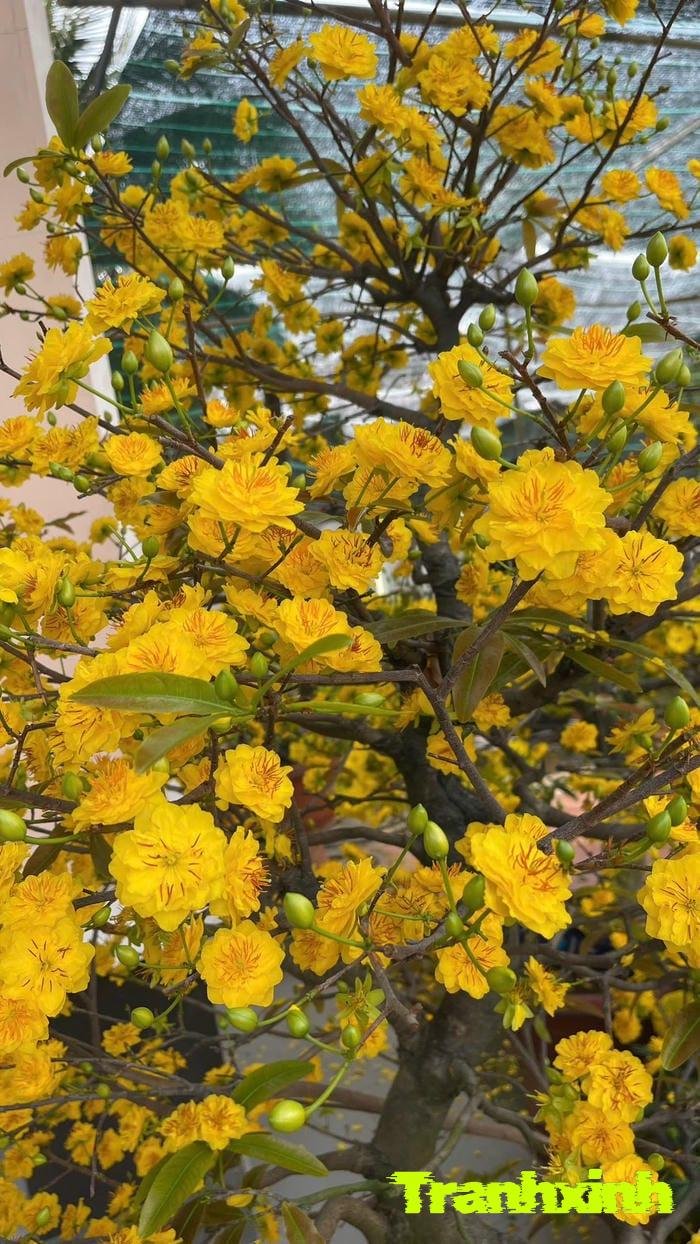 ảnh hoa mai chi tiết