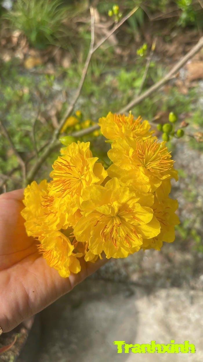 ảnh hoa mai cho thiệp