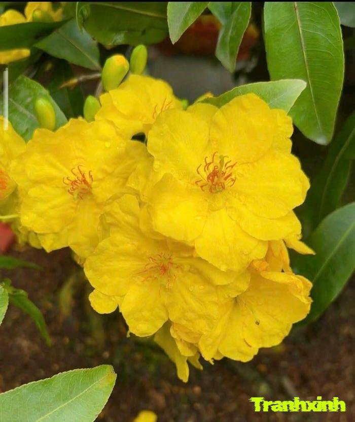 ảnh hoa mai cho thiết kế