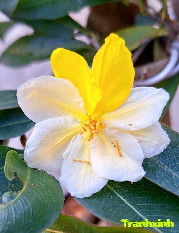 ảnh hoa mai chụp cận