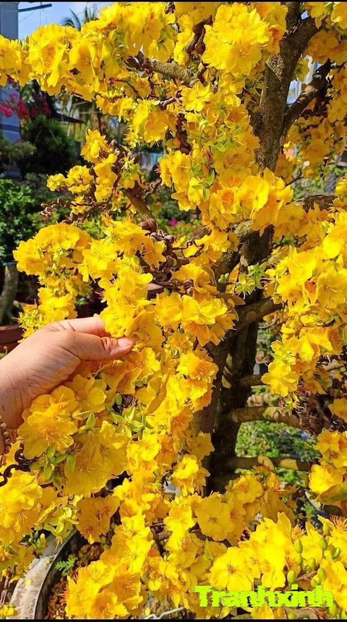 ảnh hoa mai đẹp rực rỡ