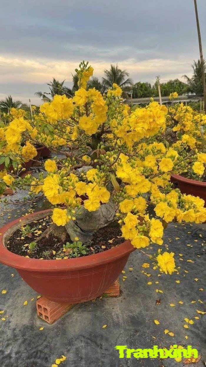 ảnh hoa mai đơn giản