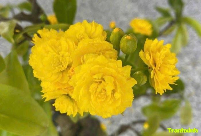 ảnh hoa mai đơn sắc