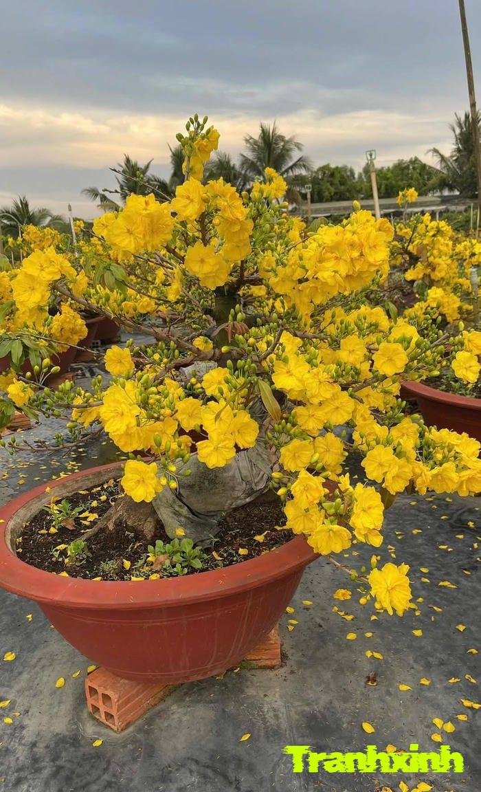 ảnh hoa mai nghệ thuật