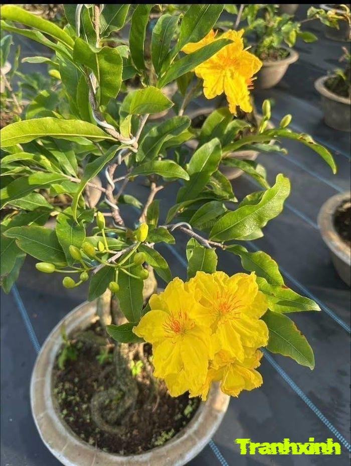 ảnh hoa mai nở rộ