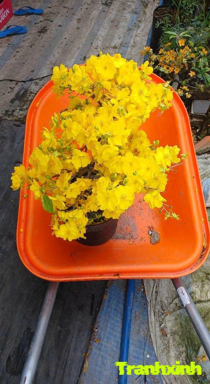 ảnh hoa mai tối giản