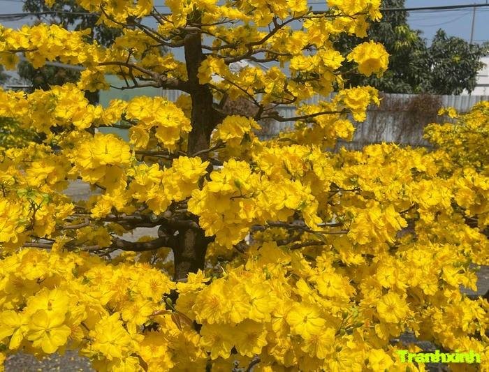 ảnh hoa mai trang trí tết