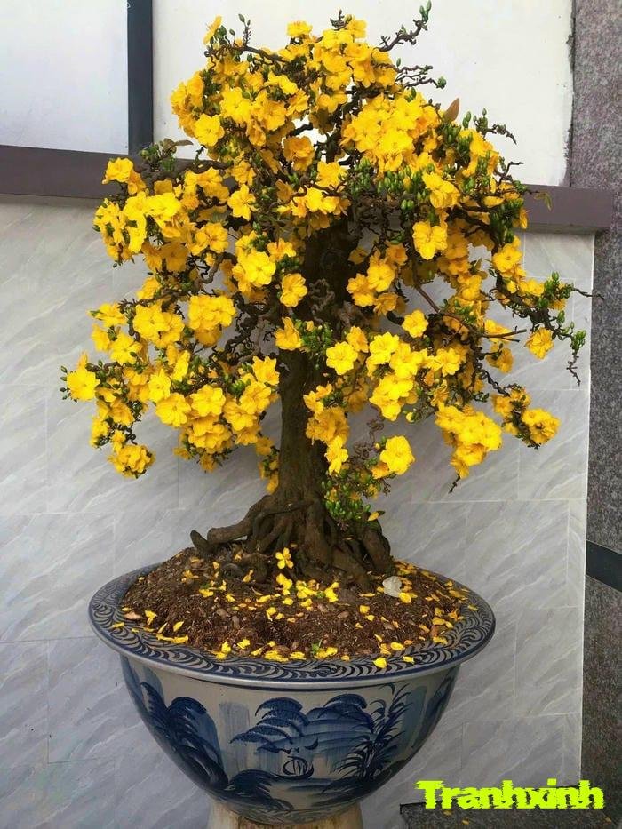 ảnh hoa mai truyền thống