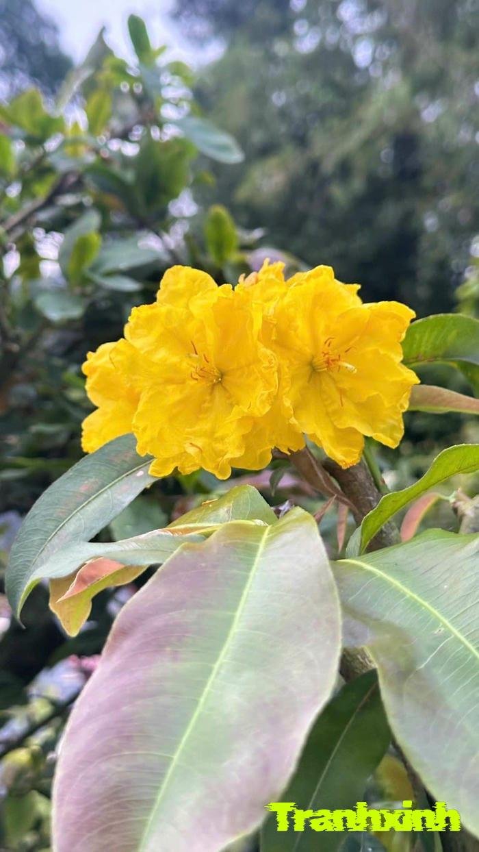 ảnh hoa mai và ánh nắng