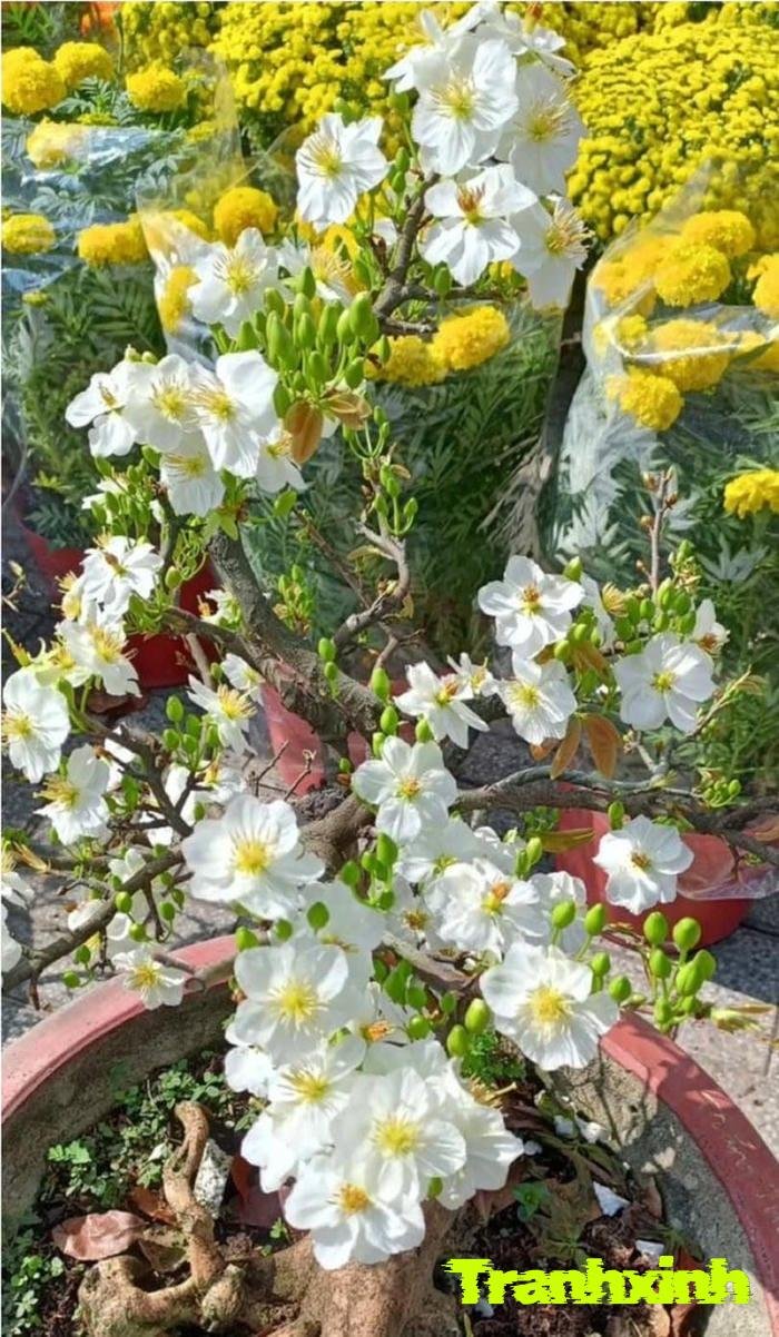 ảnh hoa mai và gia đình