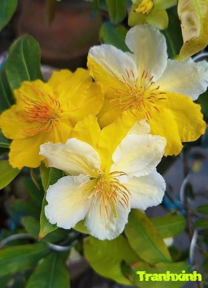 ảnh hoa mai và lá