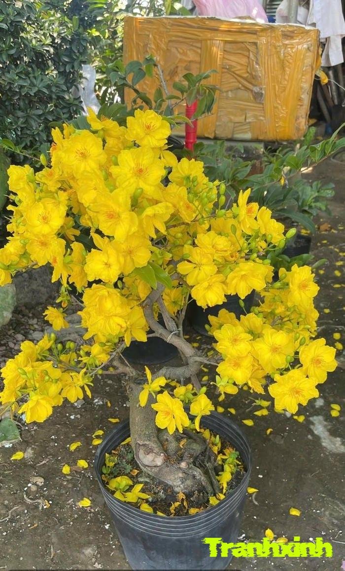 ảnh hoa mai việt nam