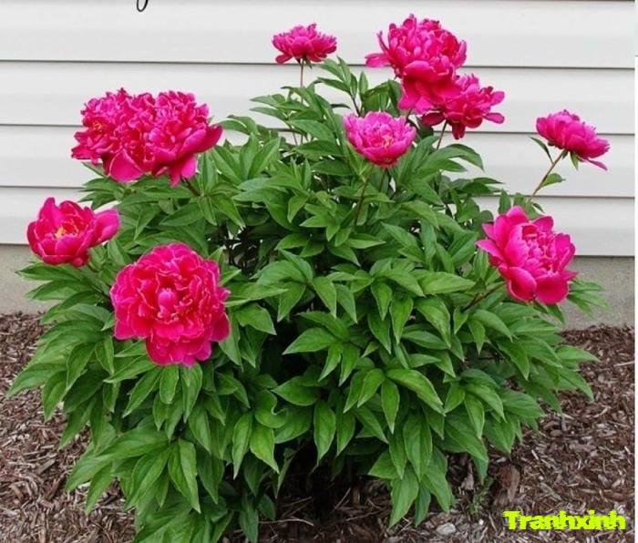 ảnh hoa mẫu đơn chi tiết