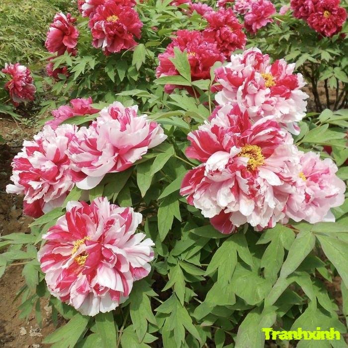 ảnh hoa mẫu đơn cho bó hoa