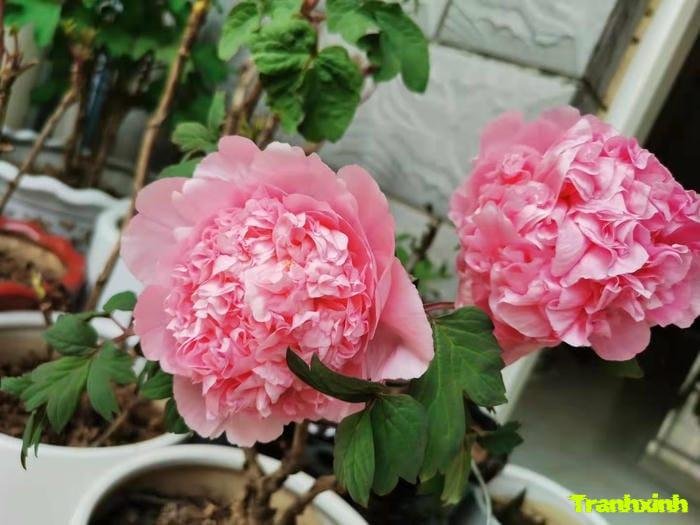 ảnh hoa mẫu đơn cho thiết kế