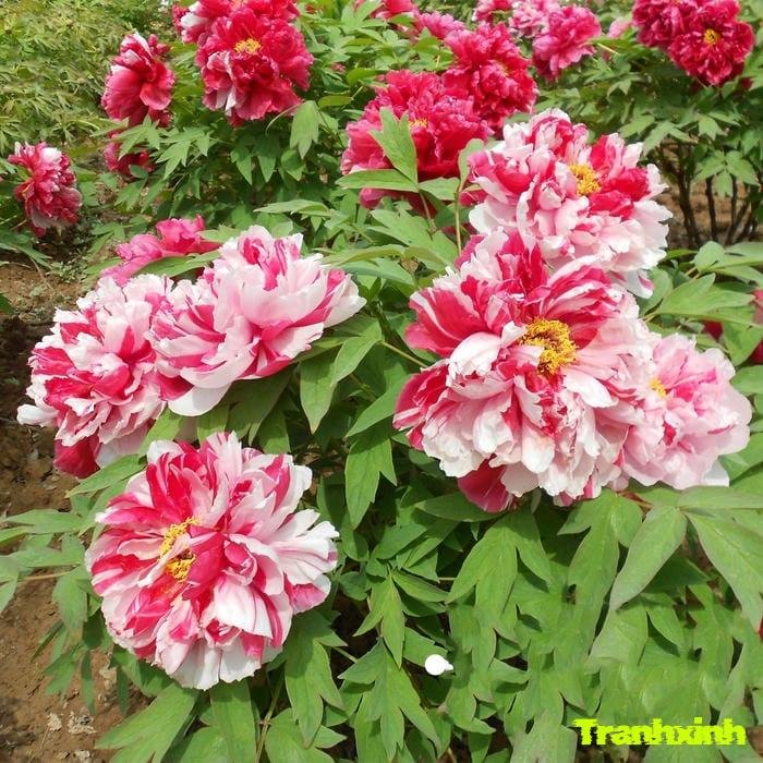 ảnh hoa mẫu đơn chụp cận