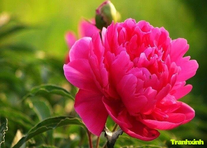 ảnh hoa mẫu đơn chụp macro