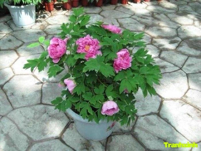 ảnh hoa mẫu đơn đẹp rực rỡ