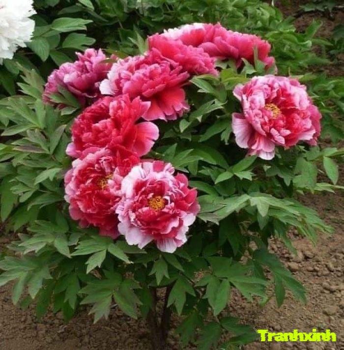 ảnh hoa mẫu đơn đơn giản