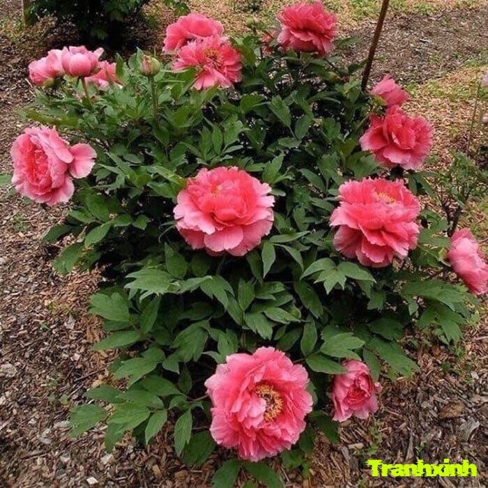 ảnh hoa mẫu đơn nghệ thuật