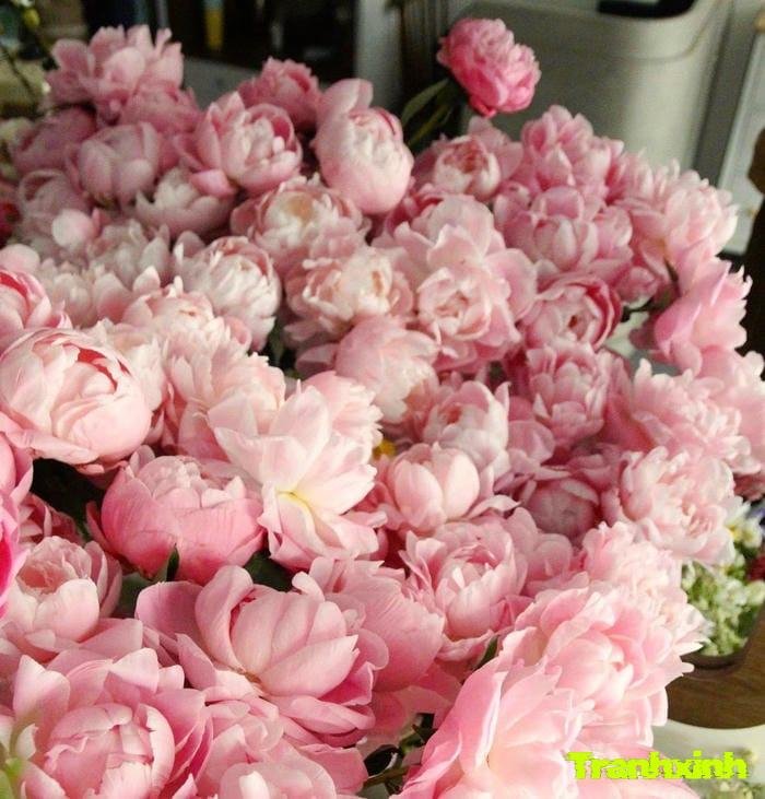 ảnh hoa mẫu đơn nở rộ