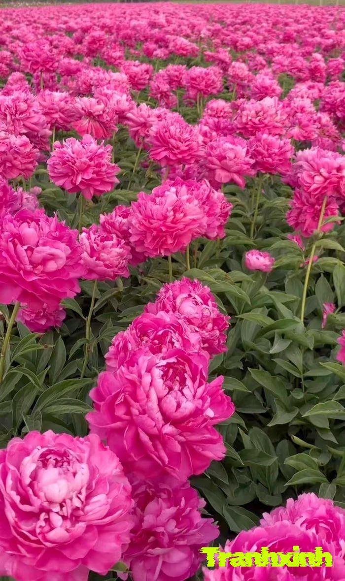 ảnh hoa mẫu đơn nở