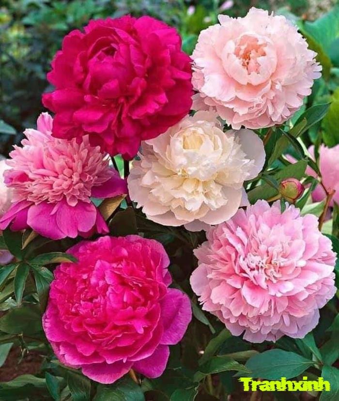 ảnh hoa mẫu đơn sang trọng