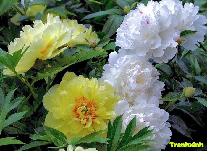 ảnh hoa mẫu đơn tối giản