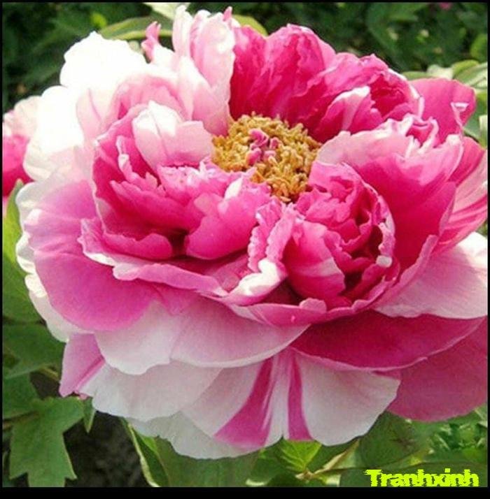 ảnh hoa mẫu đơn và ánh nắng