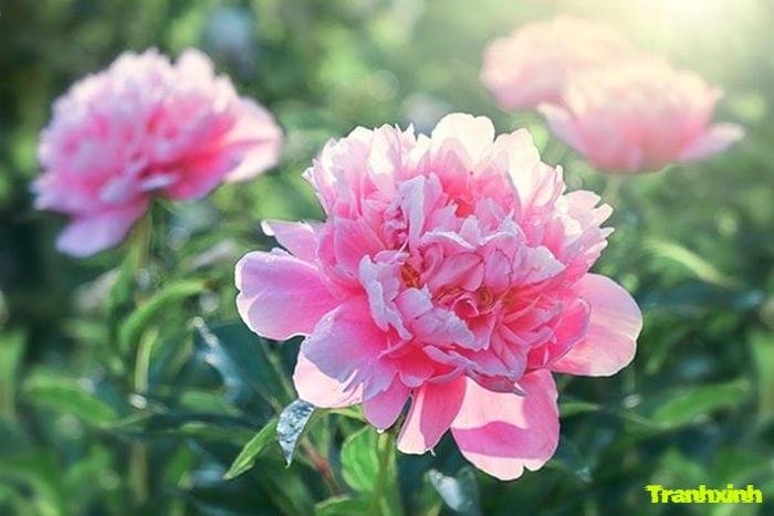 ảnh hoa mẫu đơn và cành