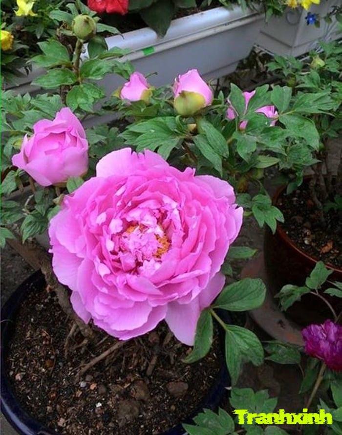 ảnh hoa mẫu đơn và lá