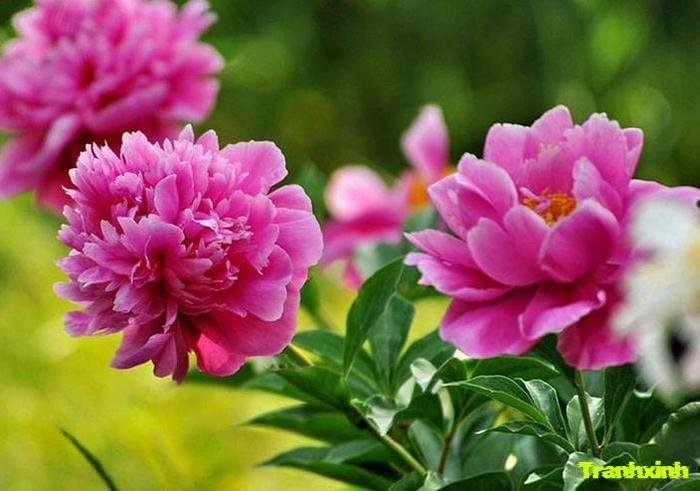 ảnh hoa mẫu đơn và nụ