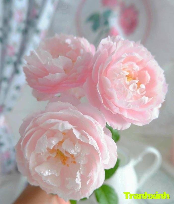 ảnh hoa mẫu đơn