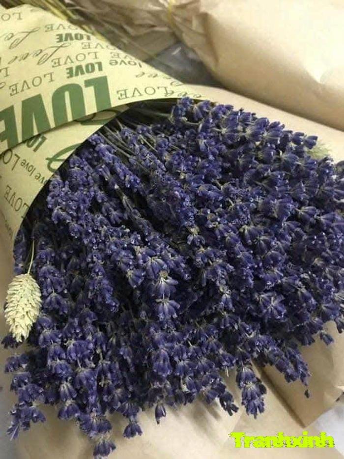 ảnh hoa màu than và cành