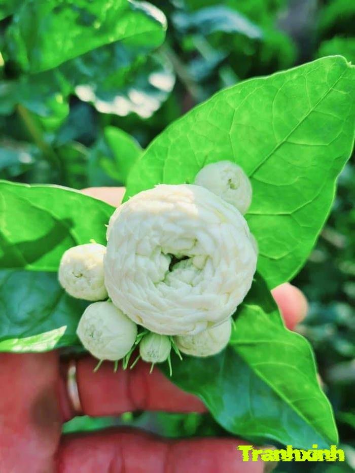 ảnh hoa nhài chụp cận