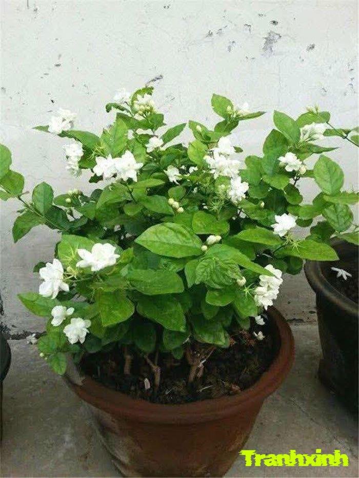 ảnh hoa nhài đẹp nhất