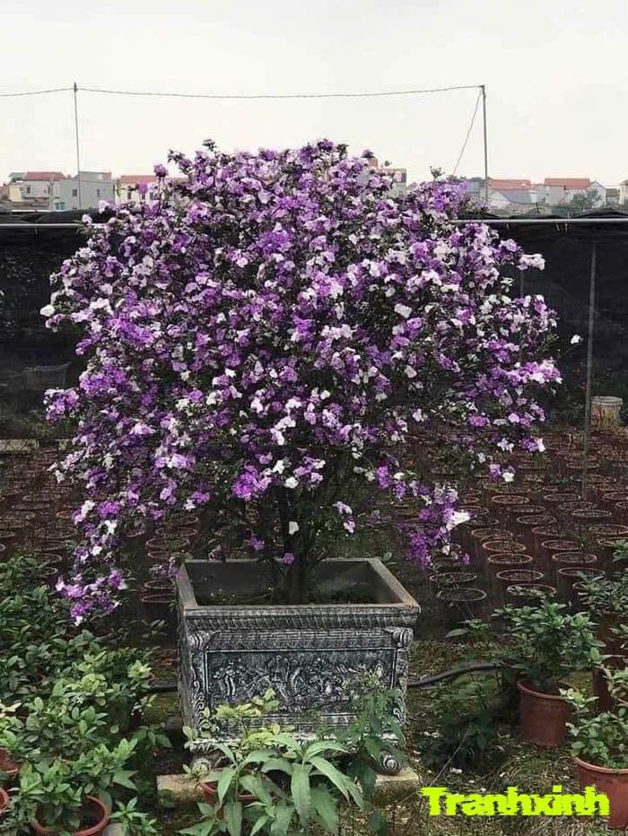 ảnh hoa nhài đẹp và lãng mạn