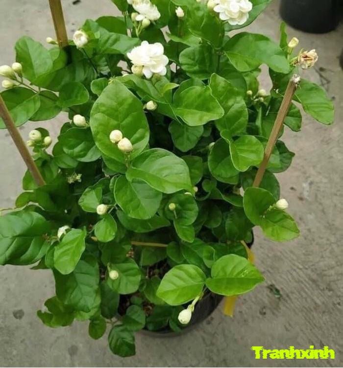 ảnh hoa nhài đơn giản