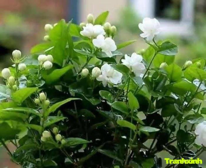 ảnh hoa nhài đơn sắc