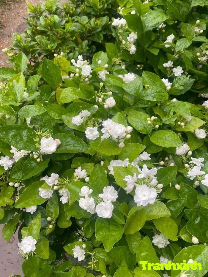 ảnh hoa nhài kiểu tối giản