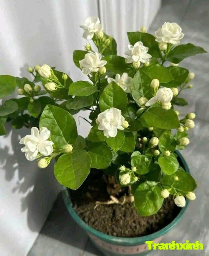 ảnh hoa nhài nhẹ nhàng