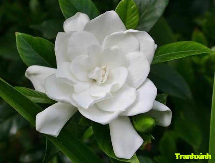 ảnh hoa nhài nở rộ
