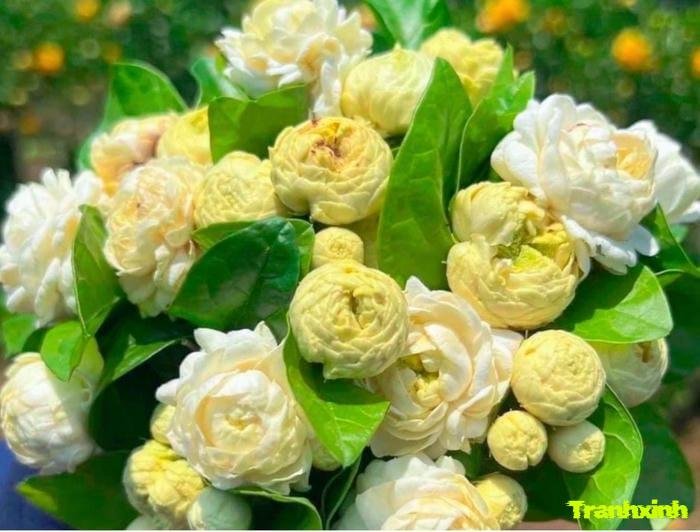 ảnh hoa nhài tinh tế