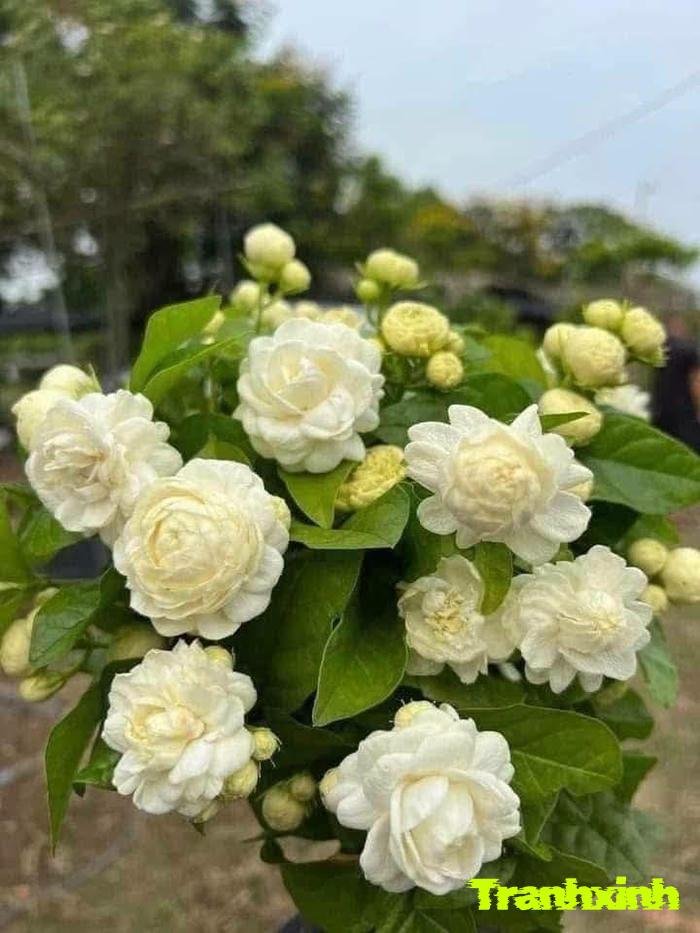 ảnh hoa nhài trên cây