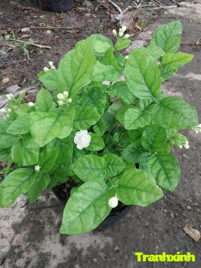 ảnh hoa nhài tự nhiên